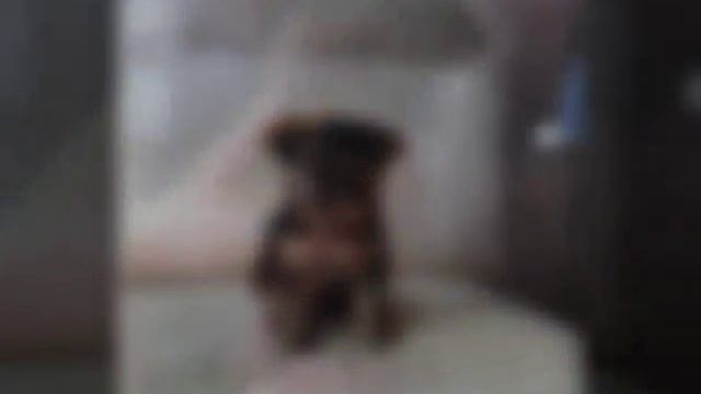 Топ Животных смотреть онлайн