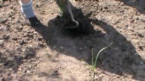 Посадка кукурузы и фасоли.Тещин способ