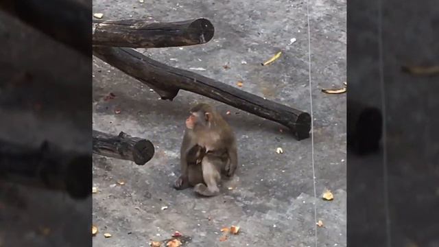 Московский зоопарк. Семейный выход смотреть онлайн