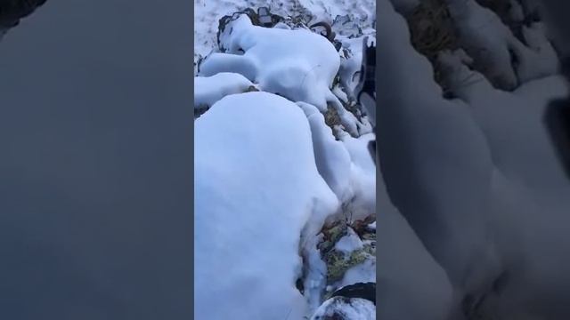 Горный баран. Охота смотреть онлайн