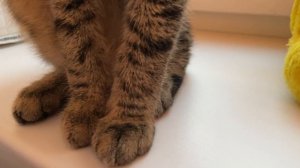 Котенок 5,5 месяцев