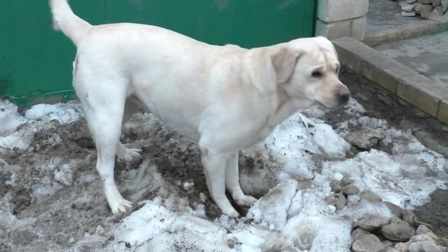 ТОЛСТЫЙ ВЕСЕЛЫЙ Лабрадор Алекса. Thick cheerful Labrador Alex. Одесса. смотреть онлайн