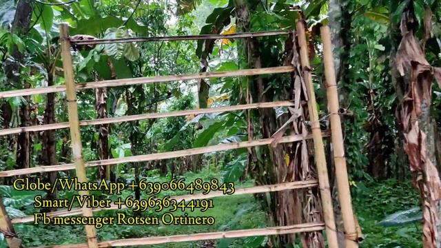 AFFORDABLE FARM LOT LAGUNA for sale-7000sqm Masiko, Pila смотреть онлайн