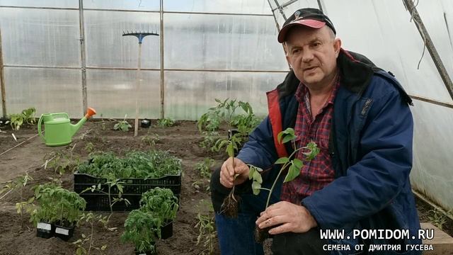 Рассада Помидоров. Наши секреты посева, ухода, высадки рассады томатов на постоянное место в теплиц смотреть онлайн