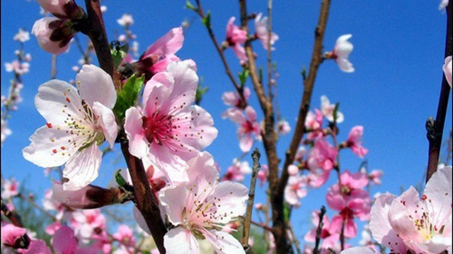 DeeJay Dan - Guest UK Hardcore+D'n'b Mix 4 NyanCore [2016] смотреть онлайн