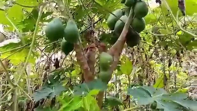 Sayuran di pekarangan rumah???|| Village in java смотреть онлайн