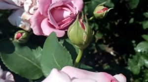 ЛИЛОВЫЕ РОЗЫ ?Кусты цветут фиолетовые пурпурные сиреневые (Purple Violet roses )