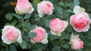 Роза Ферст леди (First Lady) — характеристики и описание сорта