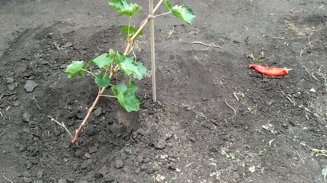 ? ОСЕННЯЯ ПЕРЕСАДКА ВИНОГРАДА БЕЗ ВЫКОПКИ ИЗ ЗЕМЛИ. Как перенести куст винограда. Катавлак. смотреть онлайн