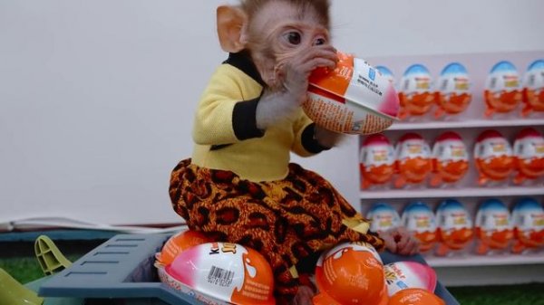 Monkey Baby doing shopping for Kinder Joy Egg store and eat chocolate with puppy
