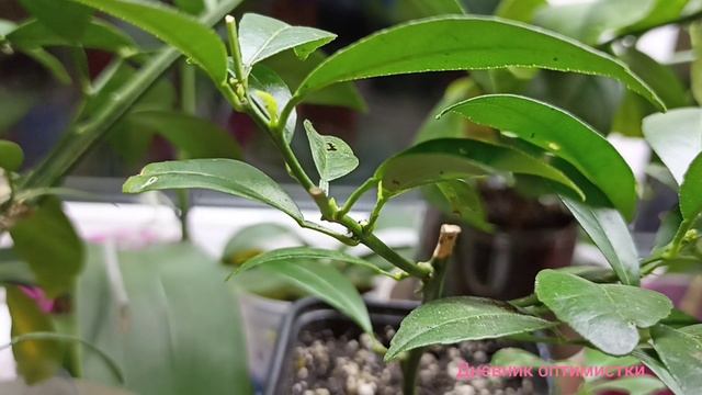 НОВЫЙ ЛИМОН В КОЛЛЕКЦИИ, ПЕРВЫЕ РЕЗУЛЬТАТЫ ПОДСВЕТКИ смотреть онлайн