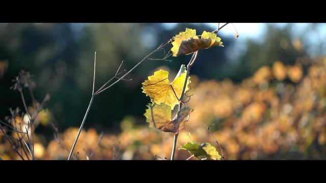 Samsung NX210 Review смотреть онлайн