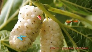 Шелковица белая (morus alba) ? белая шелковица обзор: как сажать, саженцы шелковицы