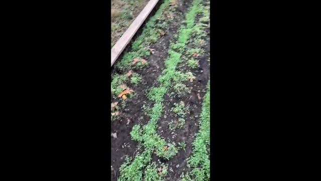 Обзор нашего участка + бонус, готовим растения к зиме. смотреть онлайн