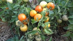 Урожайные сорта томатов. Томат Загадка ранний