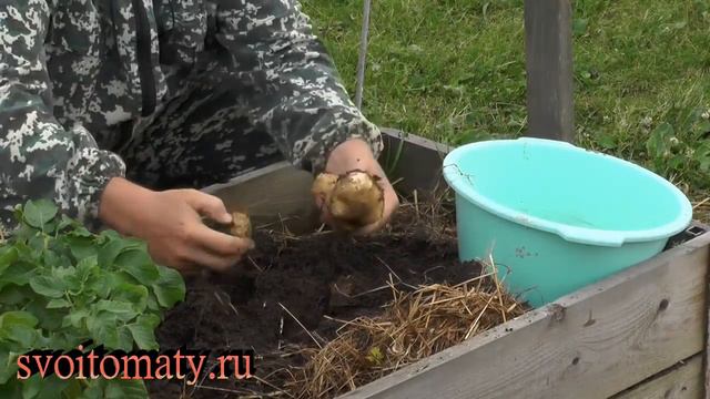Ранний картофель смотреть онлайн