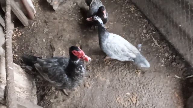 КУРЫ НЕСУТСЯ, МУСКУСНЫЕ УТКИ НЕ ОТСТАЮТ НЕСМОТРЯ НИ НА ЧТО. смотреть онлайн