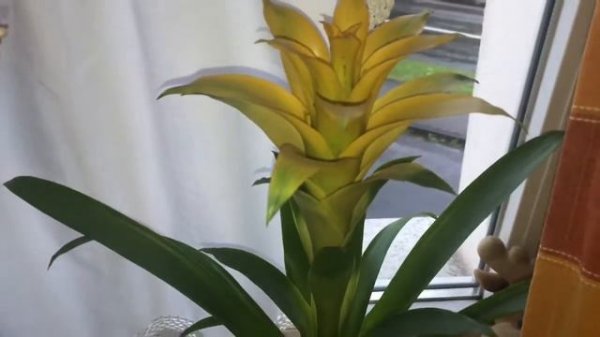 Bromeliaceae flower Pineapple, a bromeliad botanical information and tips