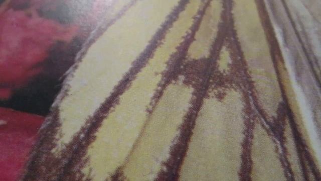 Блюда из мяса и птицы.Meat and poultry смотреть онлайн