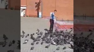 Голуби ЛЕТЯТ НАД ДЕТСКИМ САДОМ