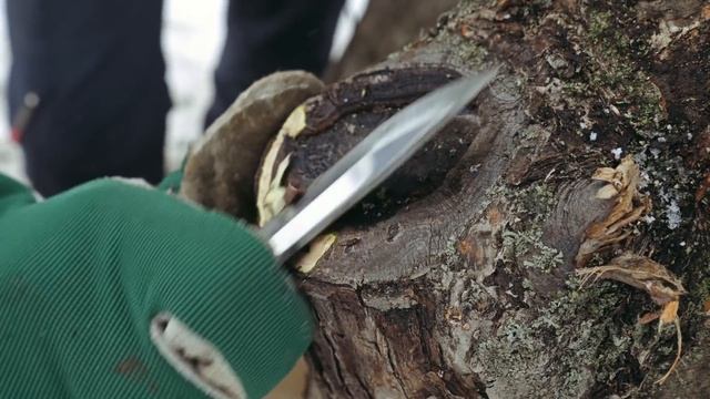 ОМОЛАЖИВАЕМ СТАРУЮ ЯБЛОНЮ. ДУПЛО. (часть 2) смотреть онлайн