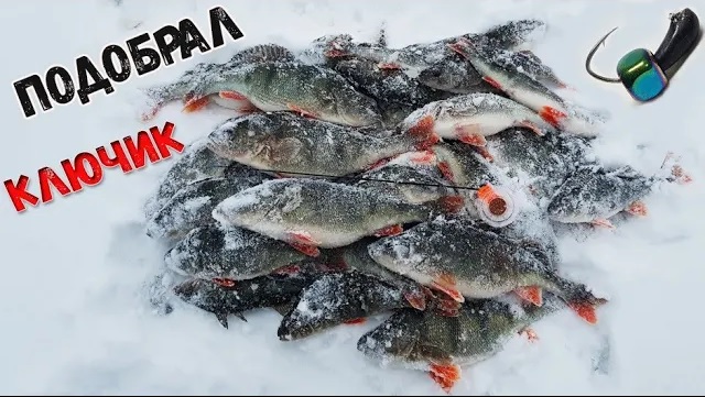 Крупный окунь на безмотылку без кивка зимняя рыбалка с безкивковой удочкой смотреть онлайн