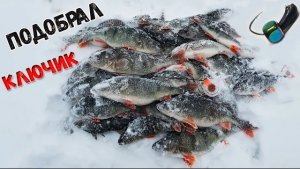 Крупный окунь на безмотылку без кивка зимняя рыбалка с безкивковой удочкой