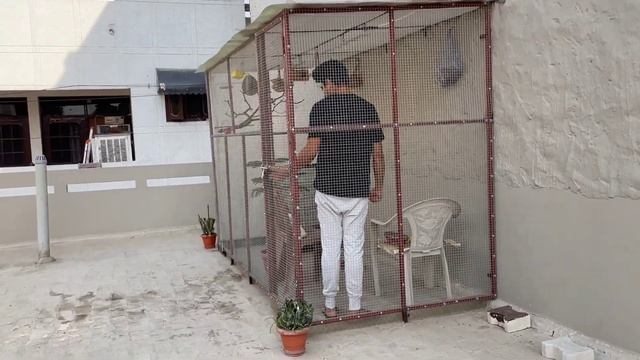 Outdoor Bird Aviary | Master Cage ki Safai Ki | Java Sparrow ko Master Cage me Shift kiya смотреть онлайн