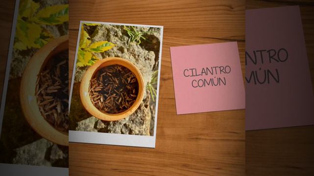 Expociencia 2020 María catalina Bernal Moreno 10B смотреть онлайн