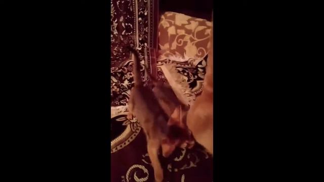 Абиссинские котята из питомника "GOLD VEIN" СПб. https://abygoldvein.jimdo.com/ смотреть онлайн