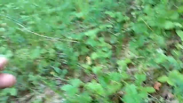 Идём в лес по ягоды. смотреть онлайн