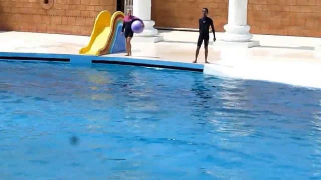 Дельфины..Dolphins смотреть онлайн