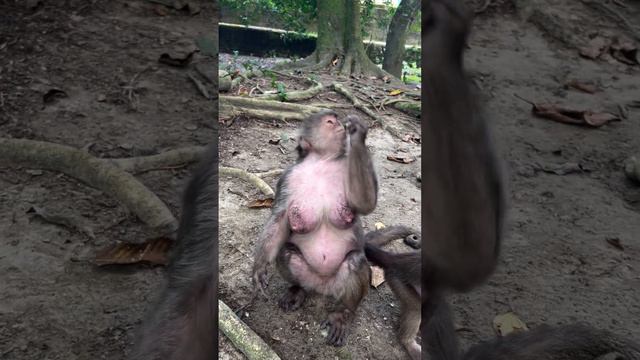 Первая обезьяниха на районе