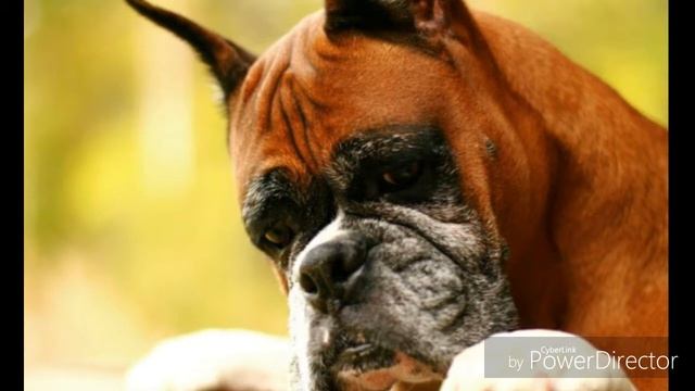 Топ 10 самых ЗЛЫХ собак в мире смотреть онлайн