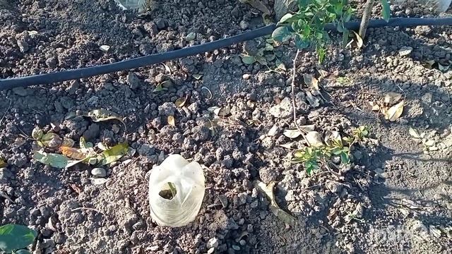 Черенкование роз? -как сохранить малышей зимой?; Цветение последних Розовых ласточек ?? смотреть онлайн