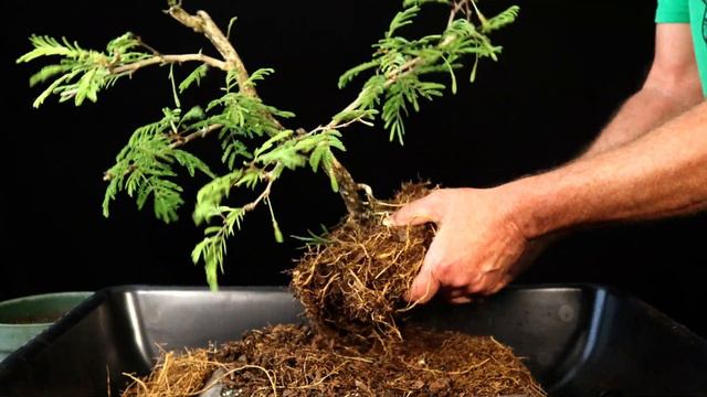 Rabbit's Foot Acacia Bonsai Tree Repotted plus a look at my Sweet Acacia seedlings смотреть онлайн
