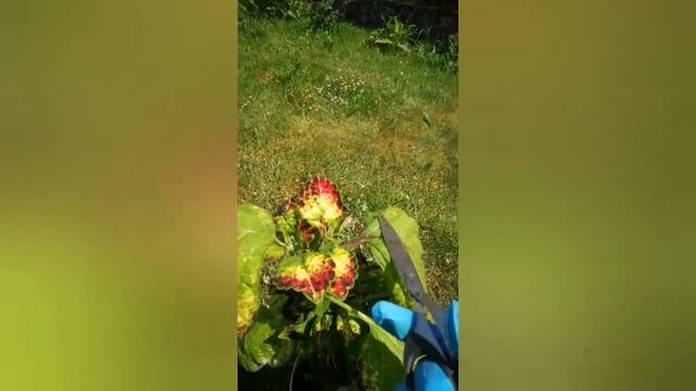 Колеусы зимой и летом!? смотреть онлайн