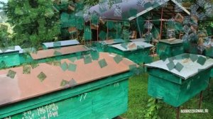 Лучшая порода пчел. Серая горная кавказская.