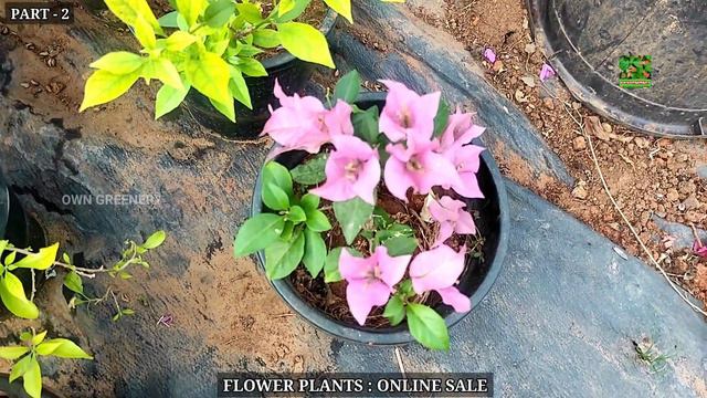 Online Sale Flower Plants | Anthurium - Adenium - Bougainvillea | Home Garden Visit | Malayalam | смотреть онлайн