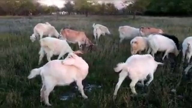 " Спасибо Богу - Он создал коз " . смотреть онлайн