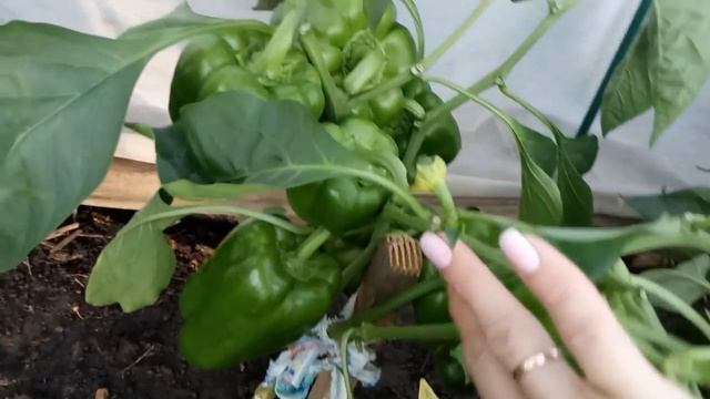САМЫЕ УРОЖАЙНЫЕ ПЕРЦЫ ДЛЯ ОТКРЫТОГО ГРУНТА! ОБЗОР! смотреть онлайн