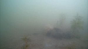 Хлопья с кофе! Реакция рыбы. Подводная съемка