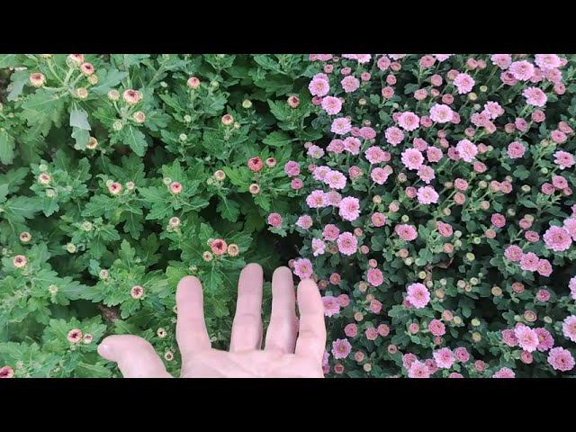 Осенние работы в саду и в огороде. Доделала грядки. Уборка на цветочных клумбах. Цветение хризантем. смотреть онлайн