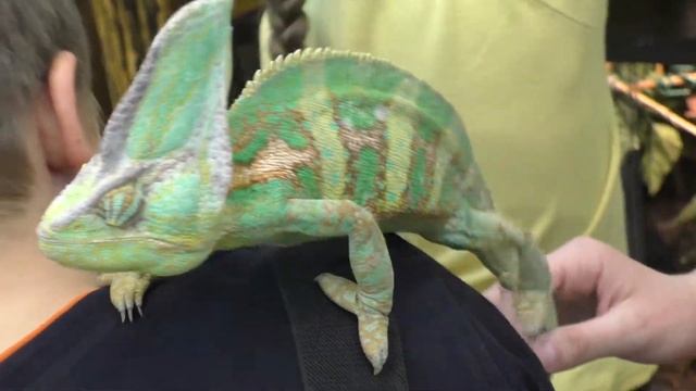 Хамелеон вертит глазами на 180 градусов! смотреть онлайн