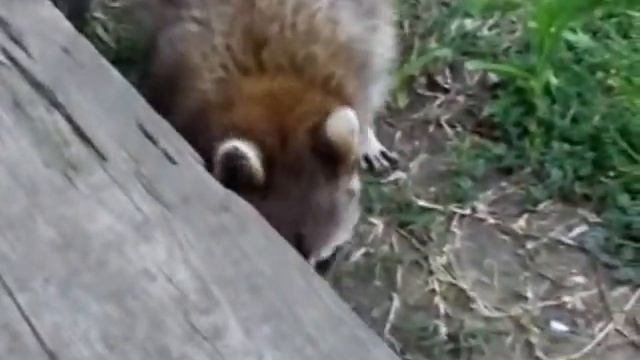 Hungry Raccoon Searching for Food смотреть онлайн