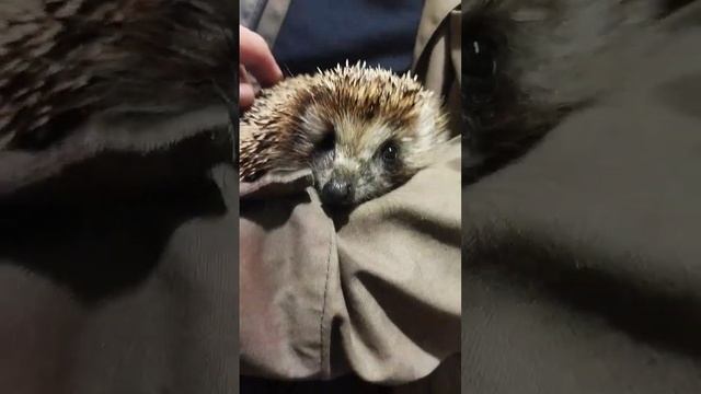 пришел к нам в гости #дача #дом #лес #ёжик #москва #жизнь #жизньвдеревне #животные смотреть онлайн