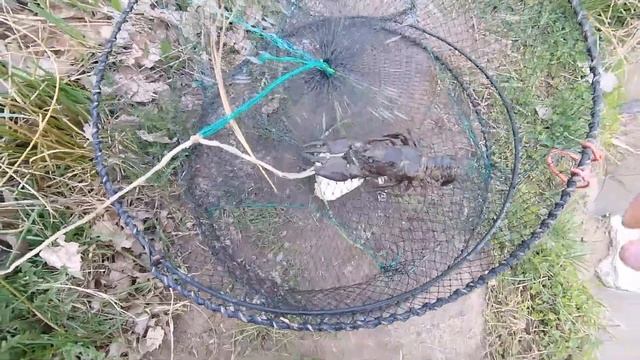 Раки прижились в пруду на участке. Раки пережили зиму. Свой пруд на даче с рыбой и раками. Раколовк смотреть онлайн
