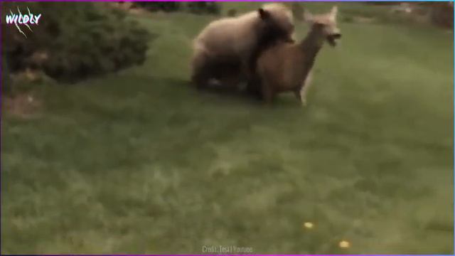 12 Most Insane Bear Attacks Caught On Camera смотреть онлайн