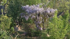 Глициния (Вистерия). Формировка Чудо-дерева