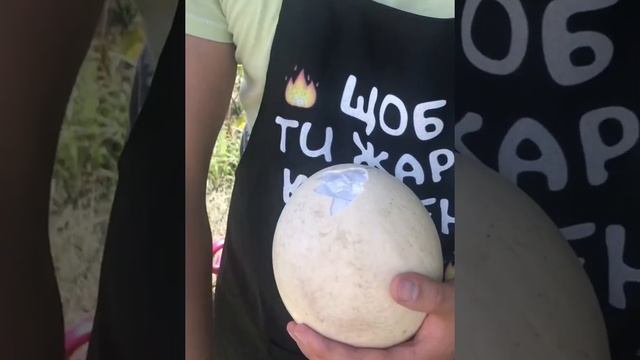 Лучший рецепт приготовления страусиного яйца на казане? смотреть онлайн